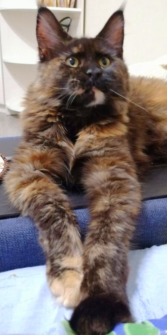 Мейн-кун Мисти. (5 месяцев)