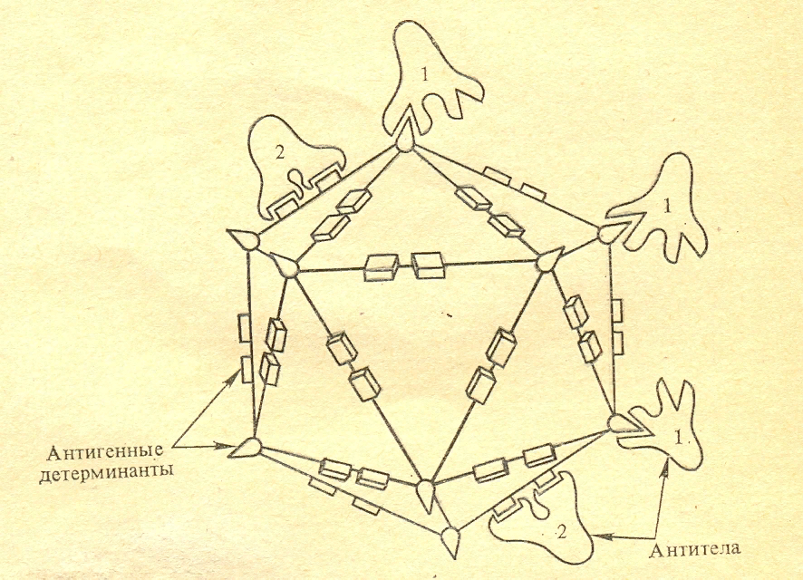 Взаимодействие вируса с антителами, специфичными к двум типам антигенных детерминант