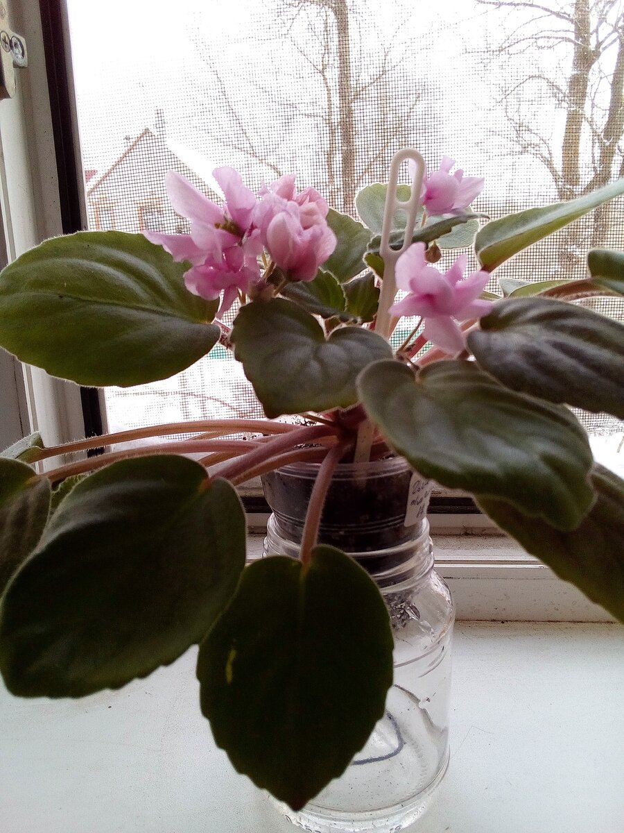 DS - Глициния