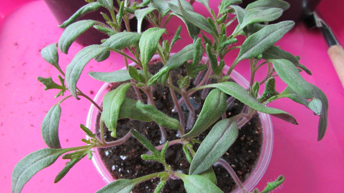 Сеянцы томатов