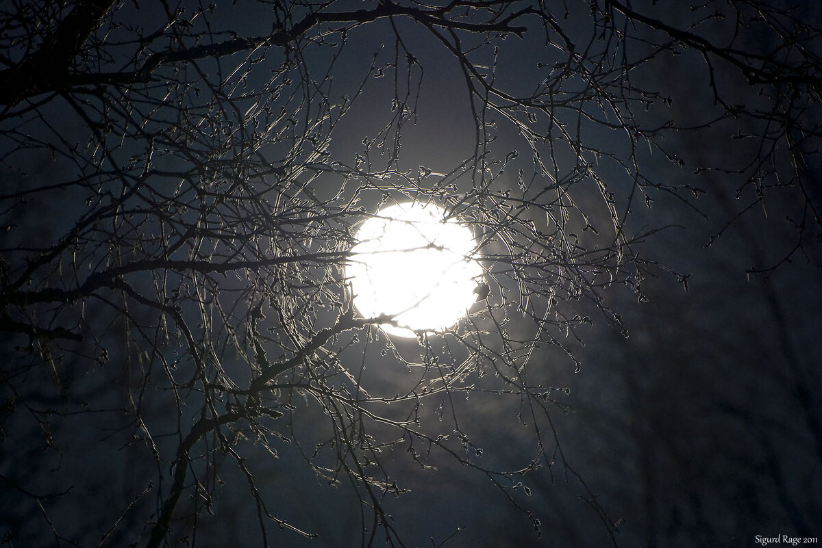 Луна сквозь ветви