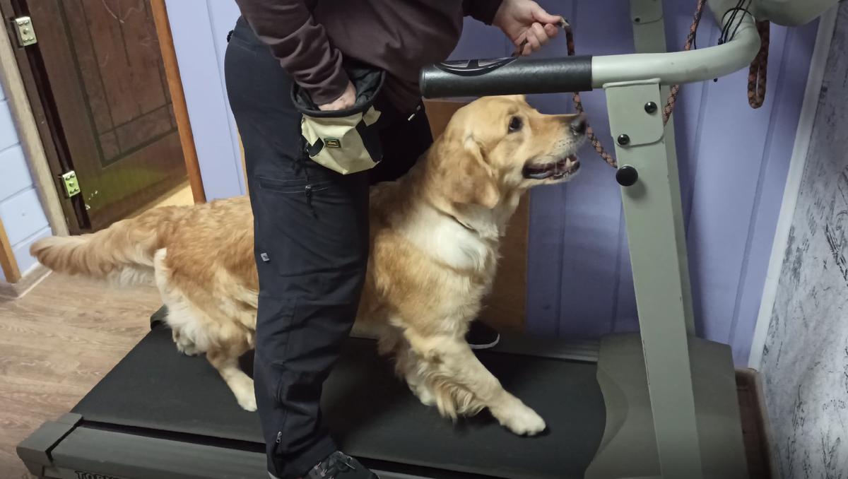 Ляля на беговой дорожке