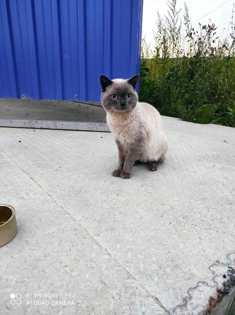 Такой вот Маркиз сидел на улице