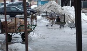 Фото и видео Н.  Виткевич и В. Литвинчук