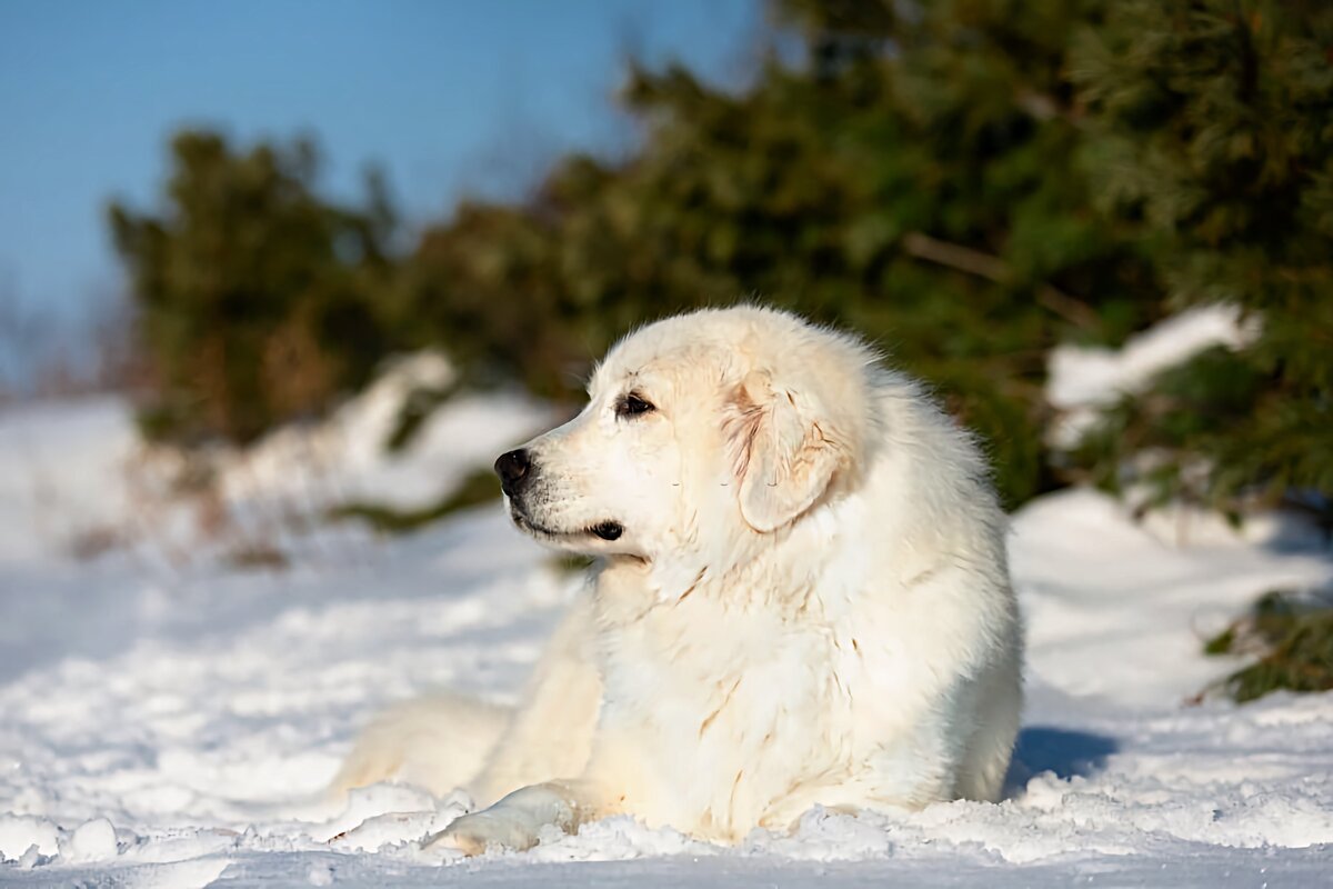 Мареммо-абруццкая овчарка: 6 фактов о крупной сторожевой породе из ...