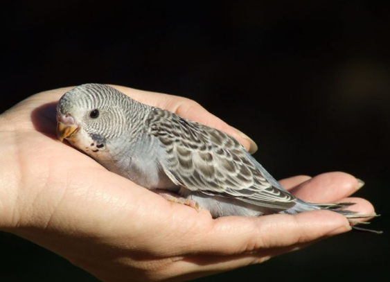 В возрасте 1 месяц попугай уже готов к самостоятельной жизни, приучен к зерносмеси - привычный корм для попугая, он достаточно быстро становиться ручным, и обучается воспроизводить речь человека. В магазине лучше не искать таких птенцов, обращайтесь к заводчикам, которые занимаются разведением птиц в домашних условиях. 
Тридцатидневные птенчики становятся гениями разговорной речи благодаря тому что изначально заводчик приучил их к рукам докармливая после того как они вышли из гнезда. Если Вы хотите, чтобы питомец был талантлив и быстро научился говорить приобретайте волнистого попугая у проверенного продавца.