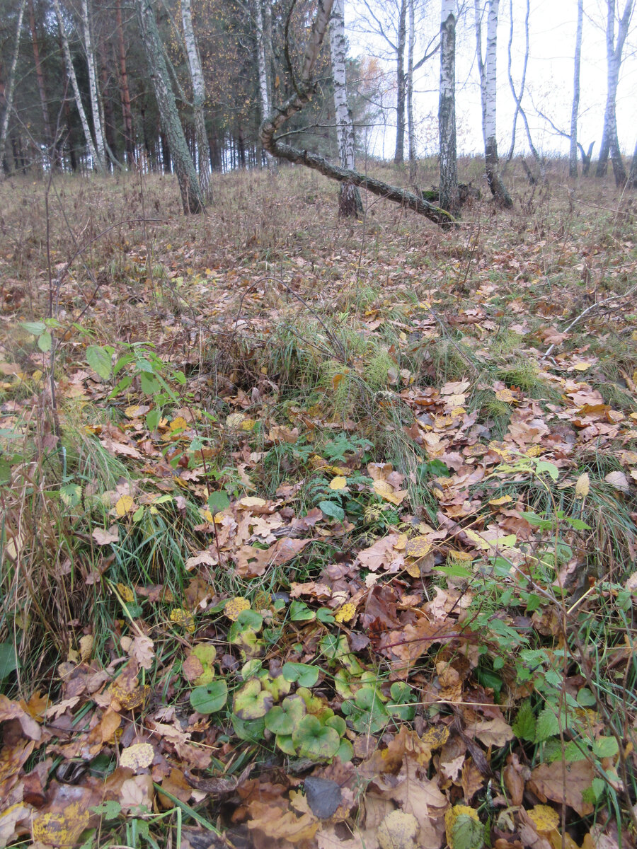 Октябрь 2020г. Куртинка копытня (на переднем плане) была выкопана, привезена домой, разделена на десяток делёнок и высажена абсолютно БЕСПЛАТНО)))