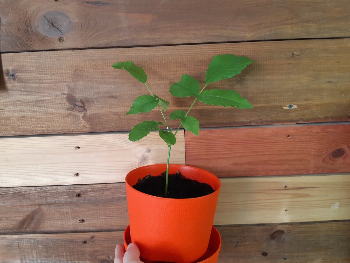 Грецкий орех выращеный дома