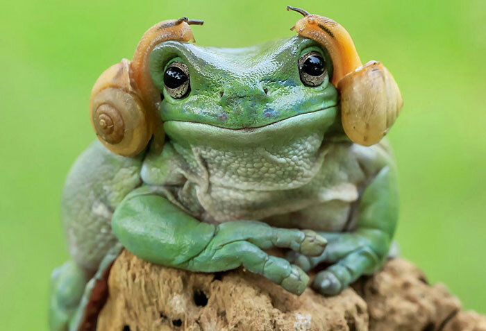 Цитаты со словом «жаба»