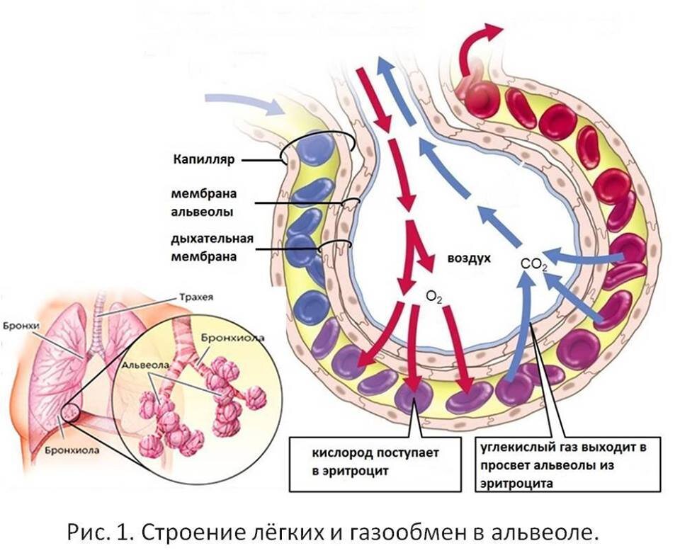 Обмен газов между кровью и тканями схема