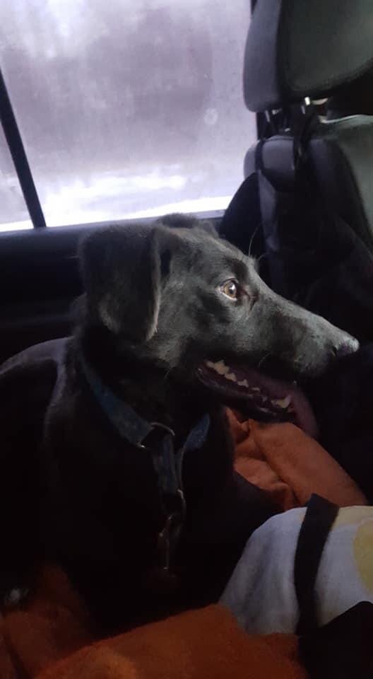 Флэш, 4 года, ищет семью