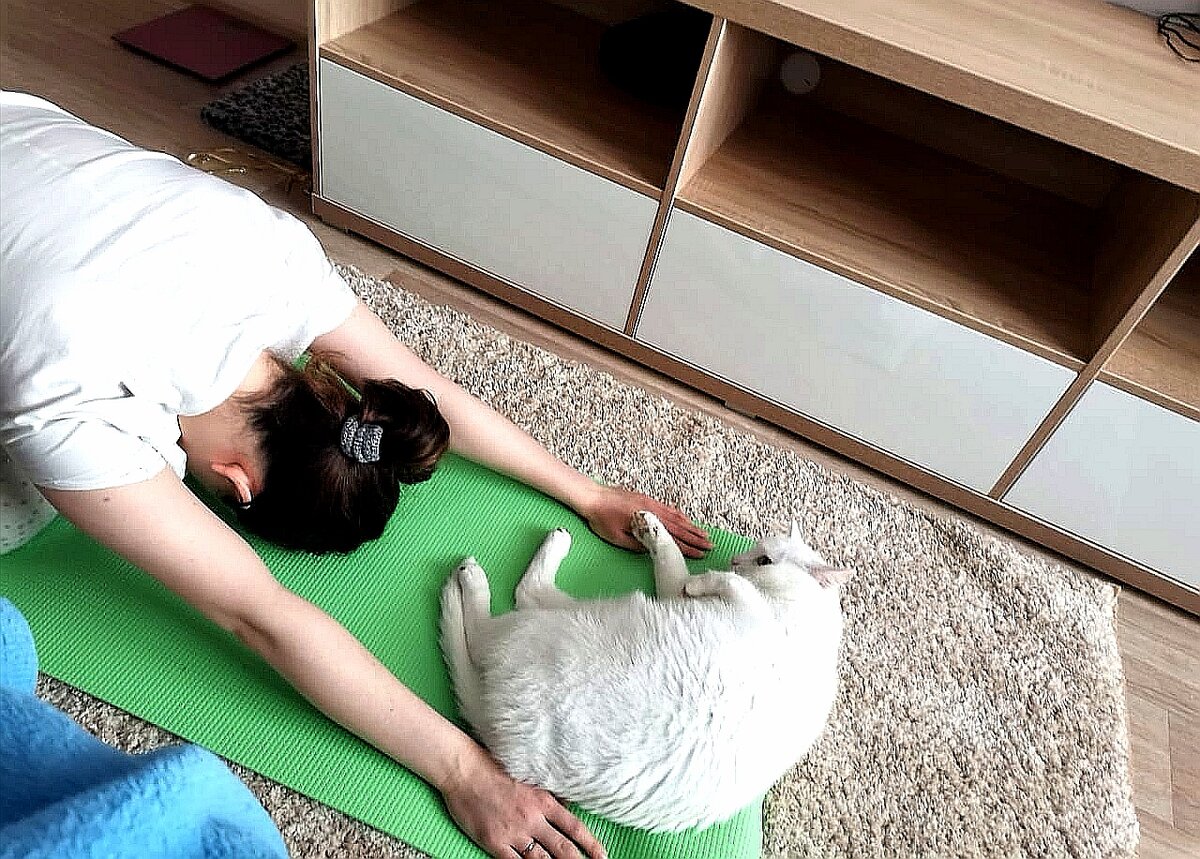 Йога с помощником. Выглядит как поклонение Котобожеству