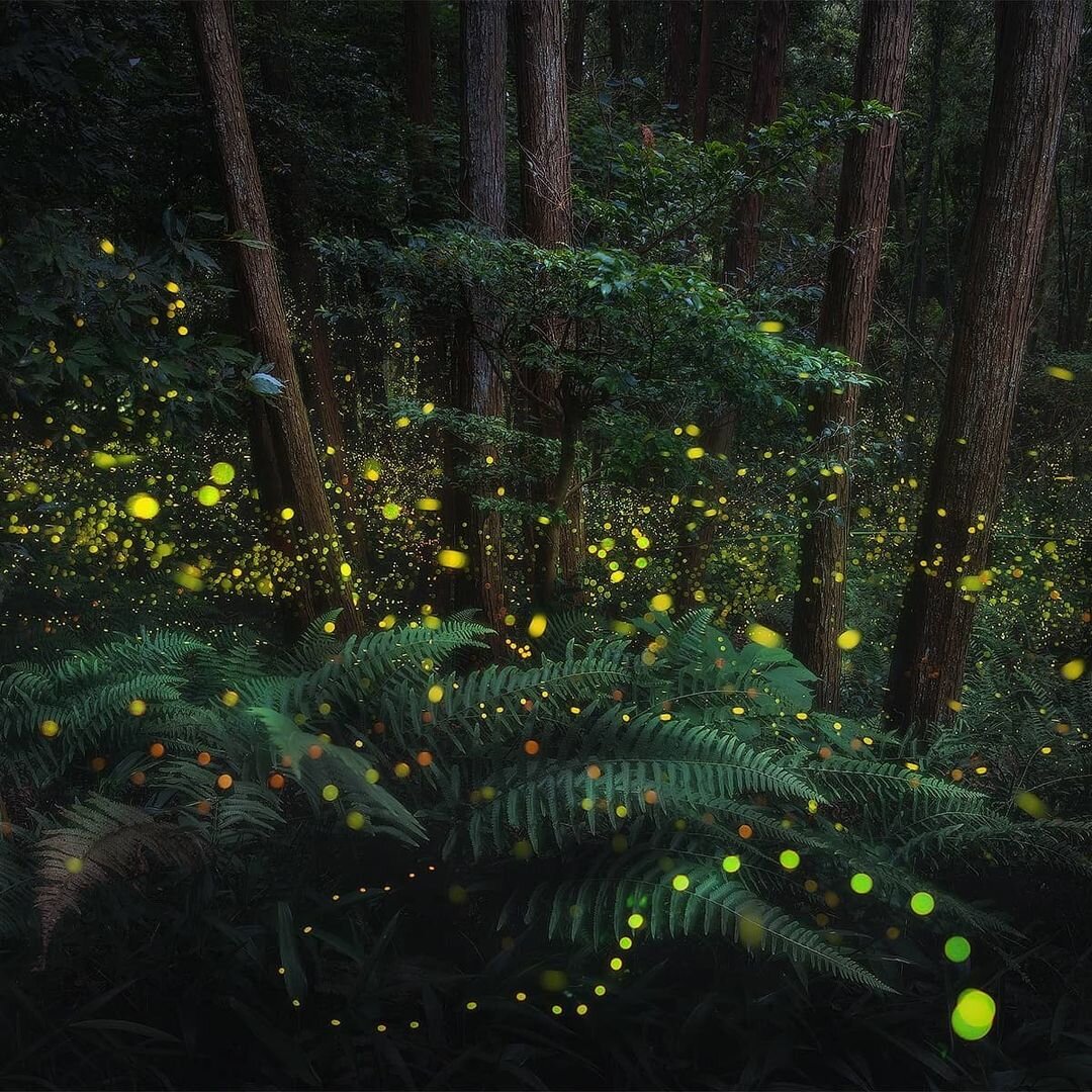 Источник: instagram.com/danielkordan