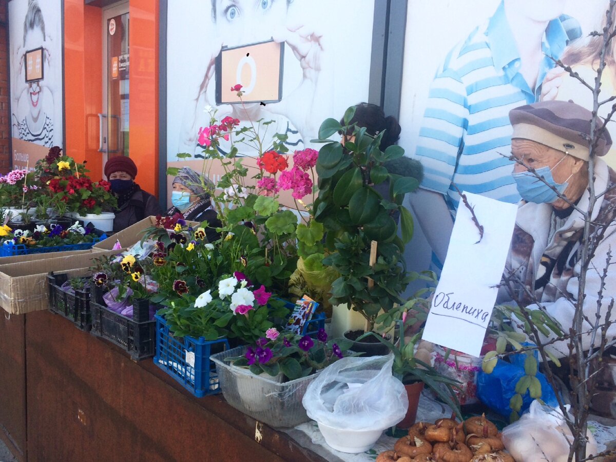 Цветы,  комнатные и рассада для улицы