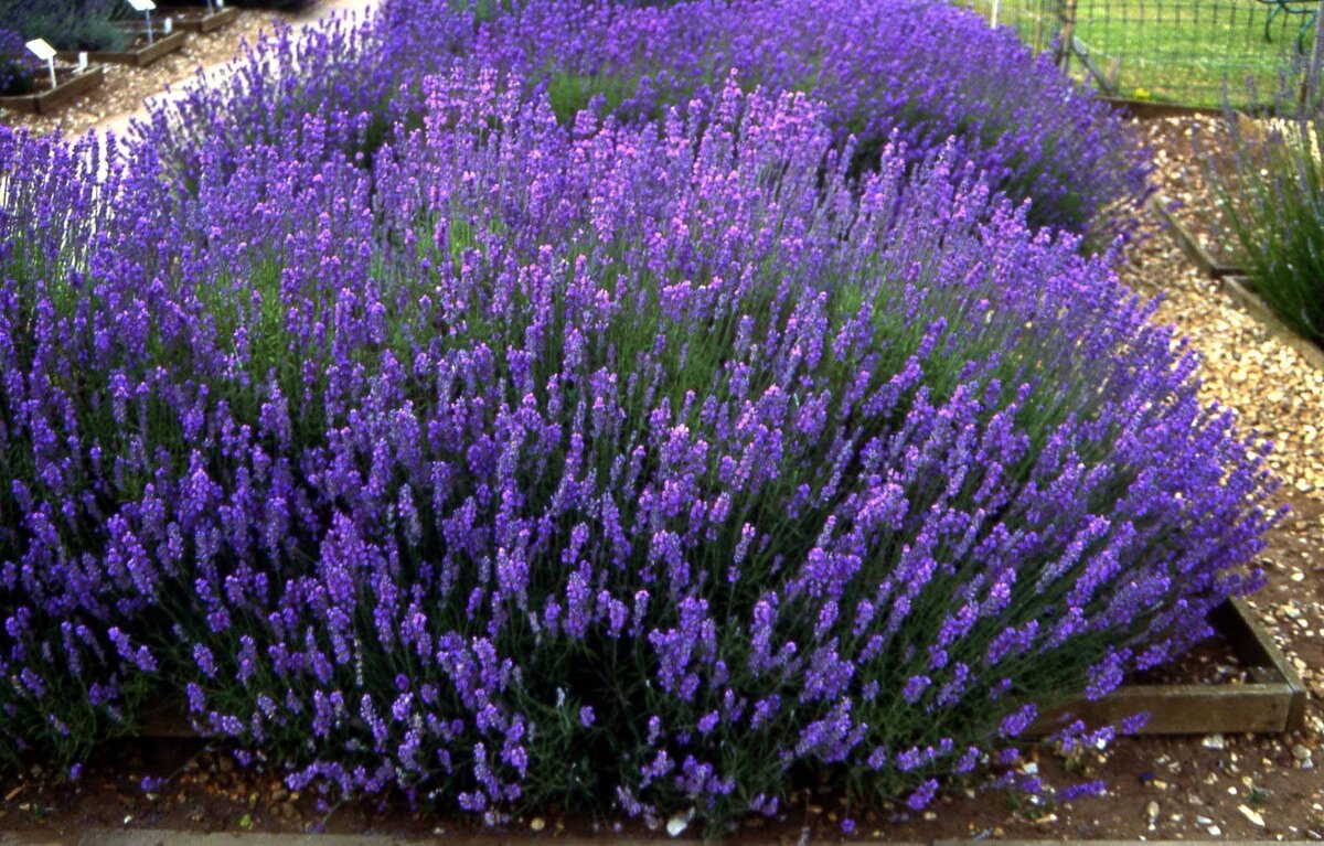 фото из свободного доступа