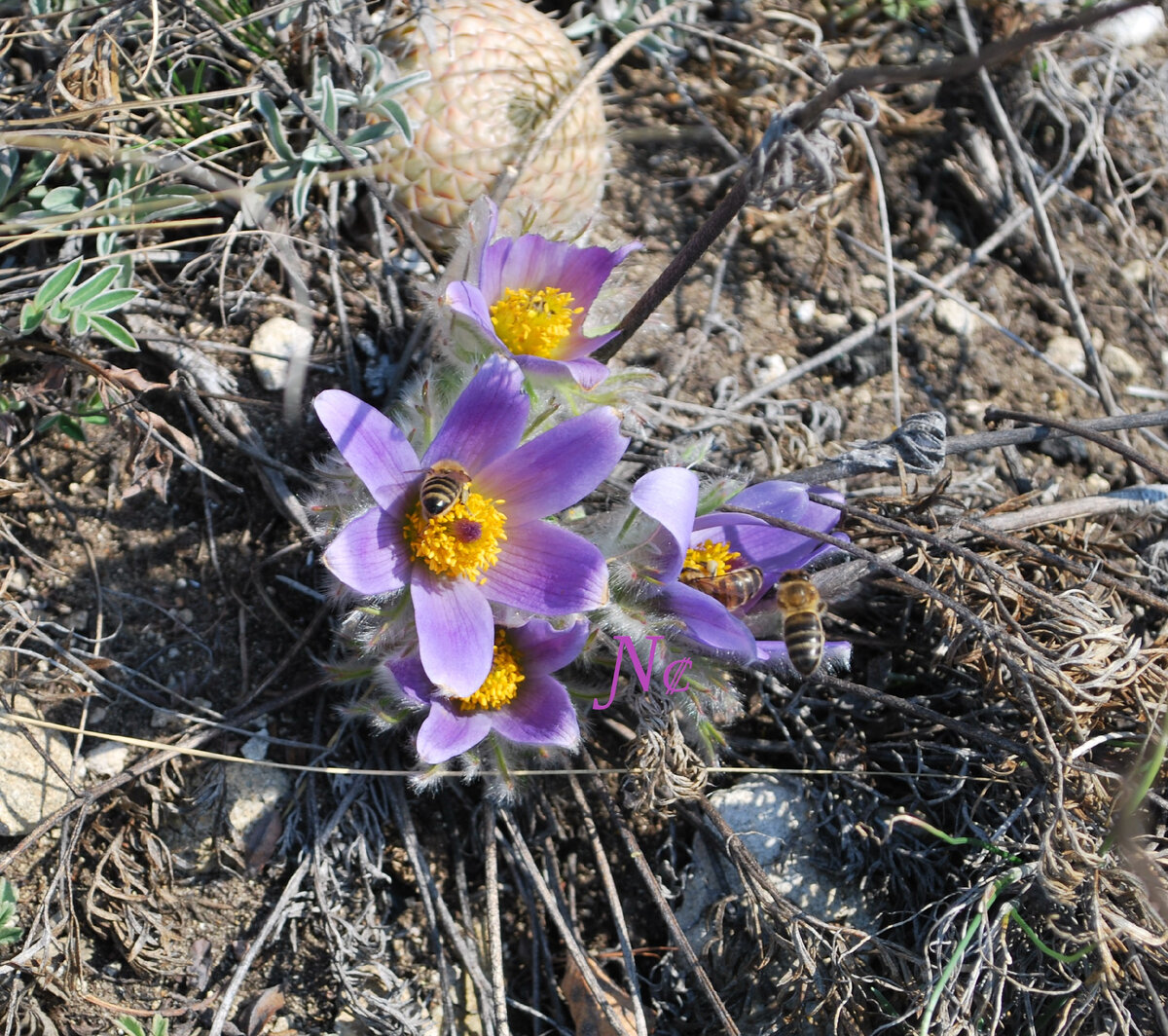 Pulsatílla. Первоцвет. 