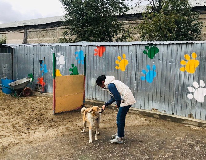 Приют для бездомных животных в москве. Питомник животных. Проект социальный приют для собаки. Приют для собак здание. Постройка приюта для животных.