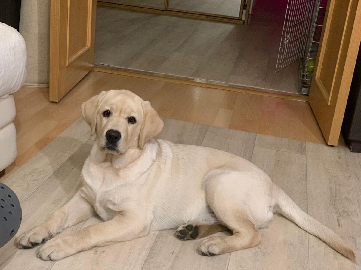 Лабрадор Арда (щенок питомника Arhbeauty.com)