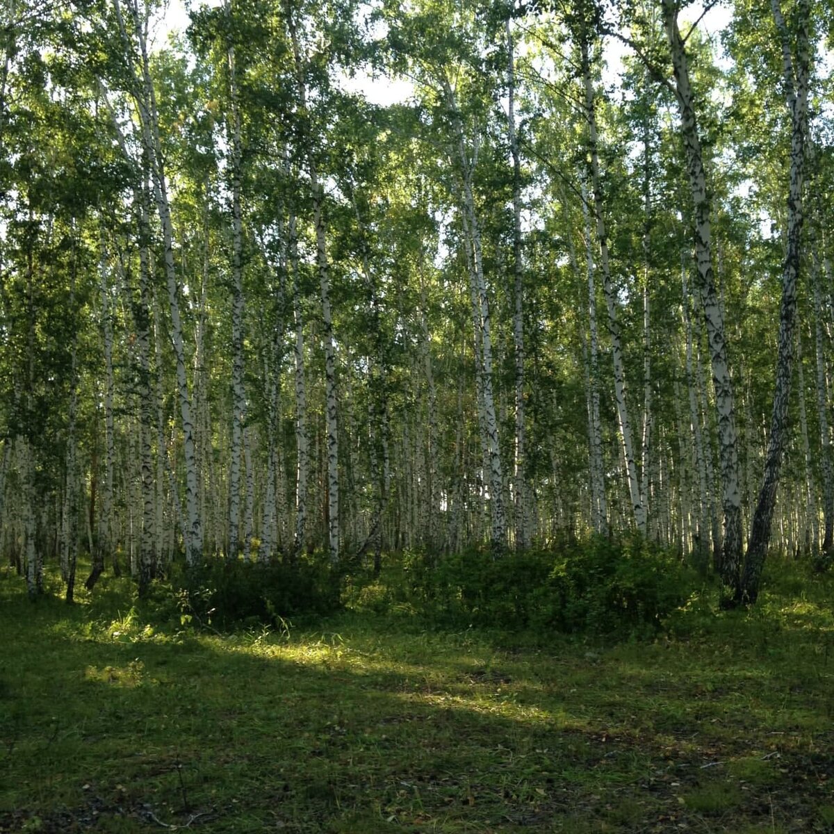 Березы.