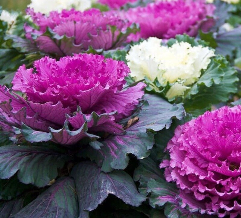 Капуста, которую едят глазами. (Фото используется по стандартной лицензии ©hozvopros.com)