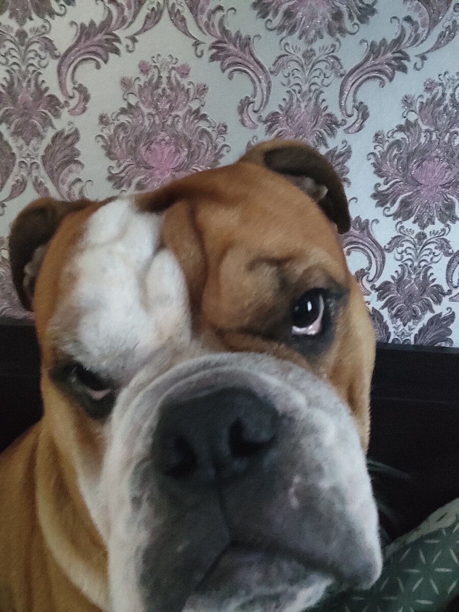 Советы для владельцев собак, как гулять и как помочь питомцу в жаркое время года. 