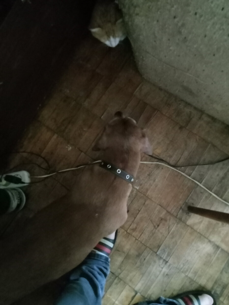 Фото из личного архива. Мистр Пиклз и Кузьма удивляются друг другу. 😁