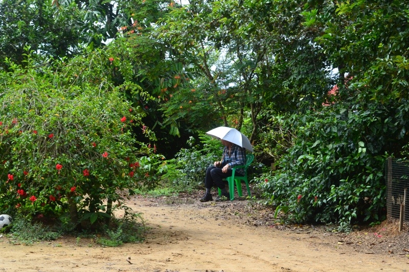 В кустах Амазонии