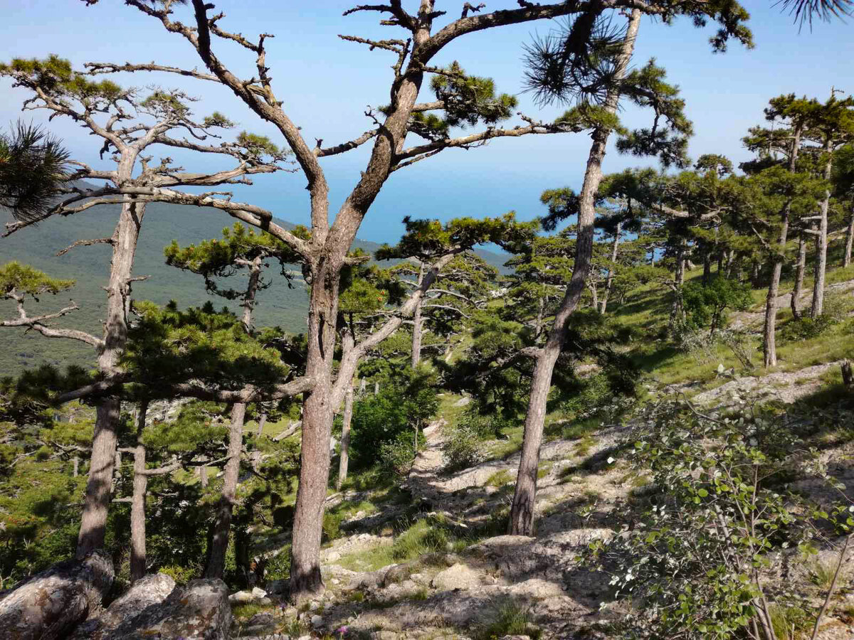 Кореизская тропа // Туристический портал Республики Крым, Светлана Мальцева 