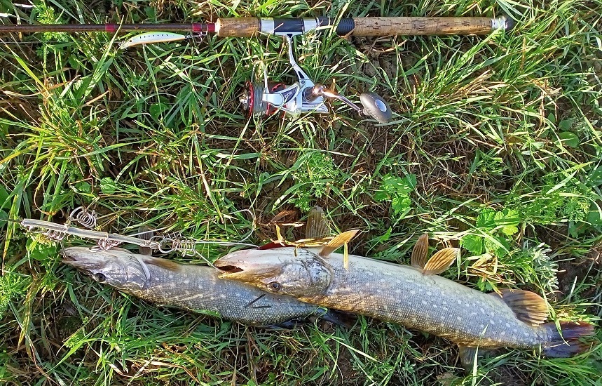 улов в четверг - 2 щуки. та, что покрупнее - 1.33кг