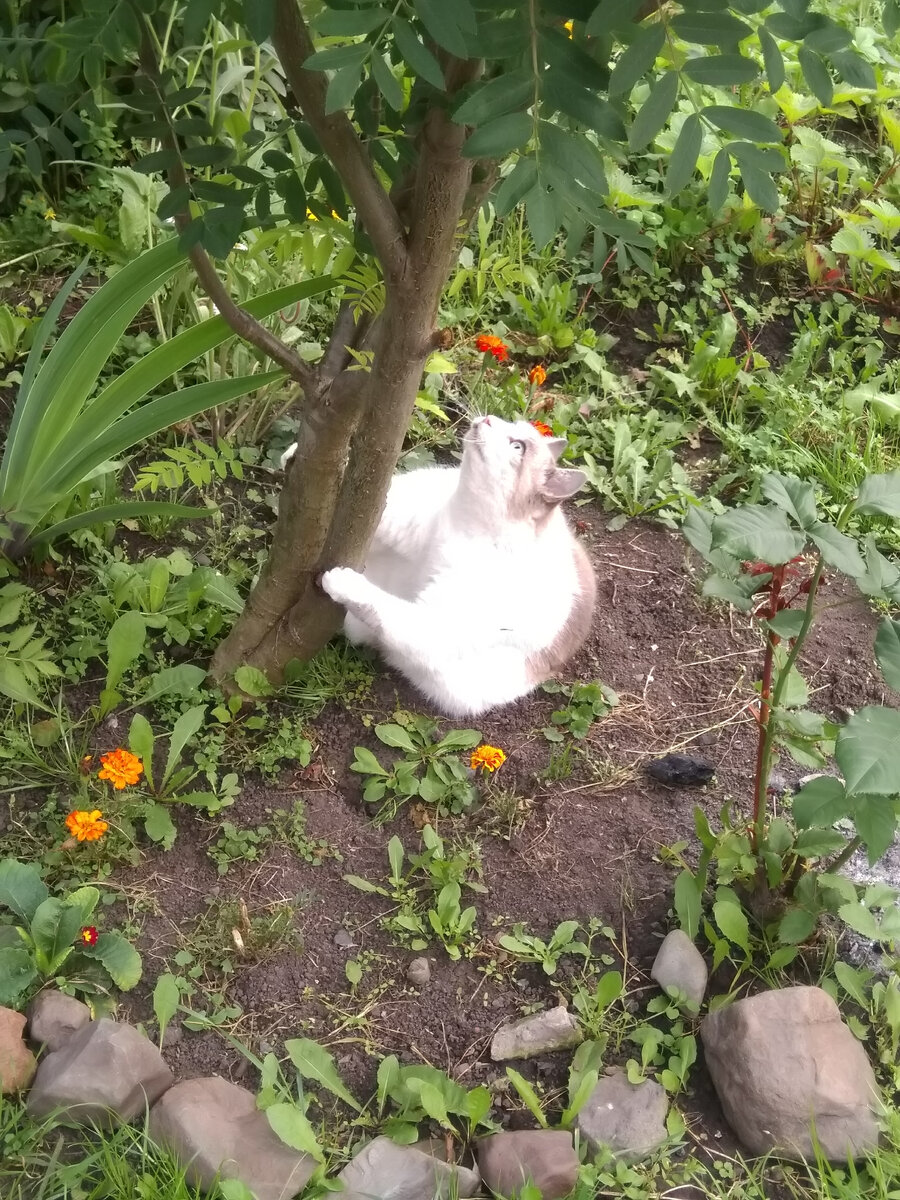 Фото автора. Соседская кошка украшает дачу