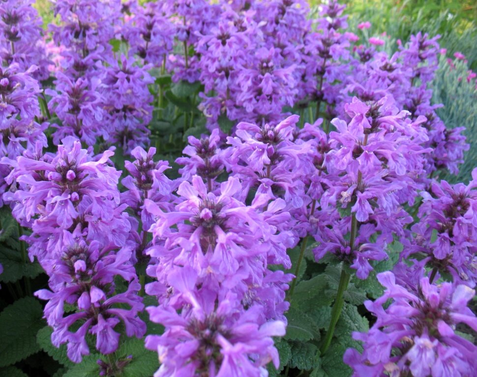 Стахис крупноцветковый