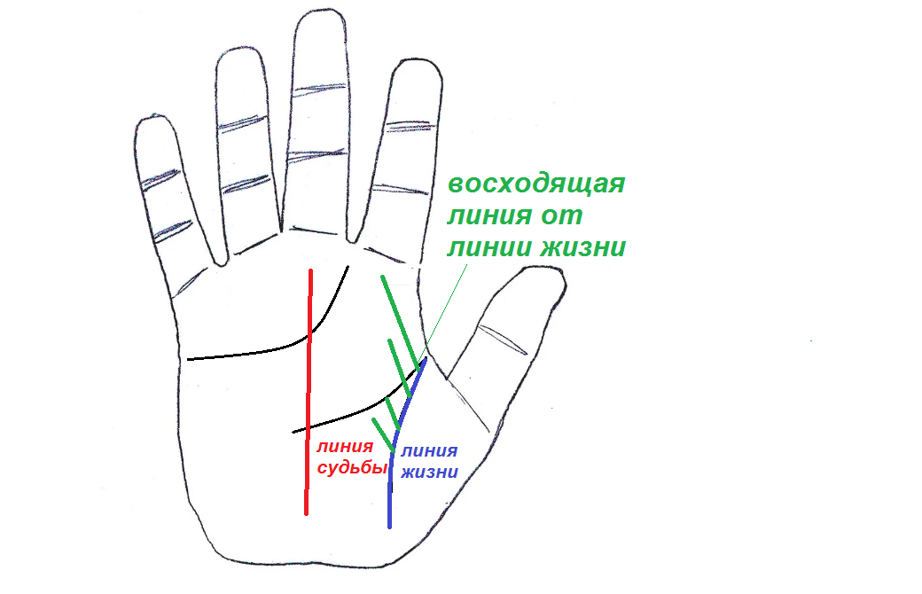 Линии усилий