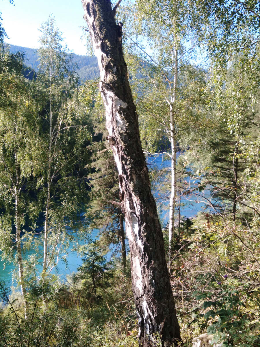 фото автора, на так себе телефон, если что, звонки с фотоаппарата - ещё хуже!