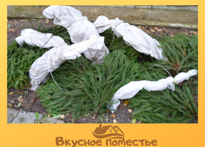 Укрытие крупнолистной гортензии