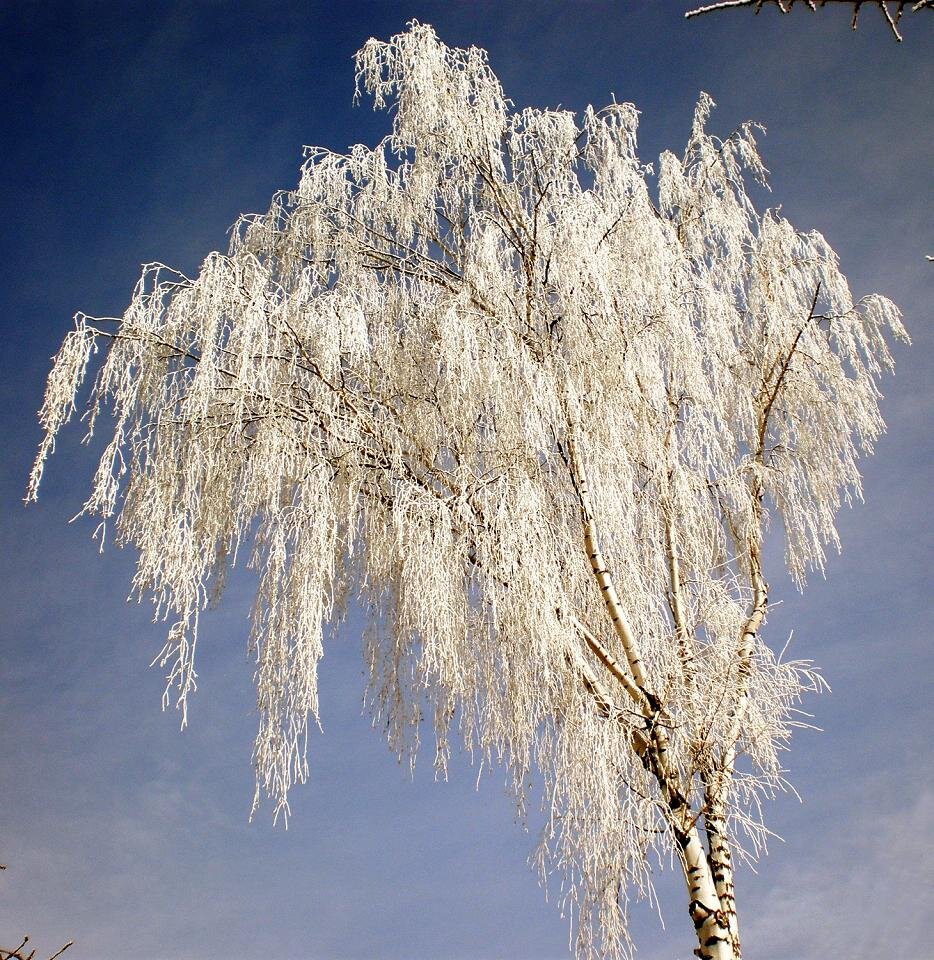 Как называется белая береза. Снежная береза. Betula papyrifera. Белая береза картинка. Белая береза дерево.
