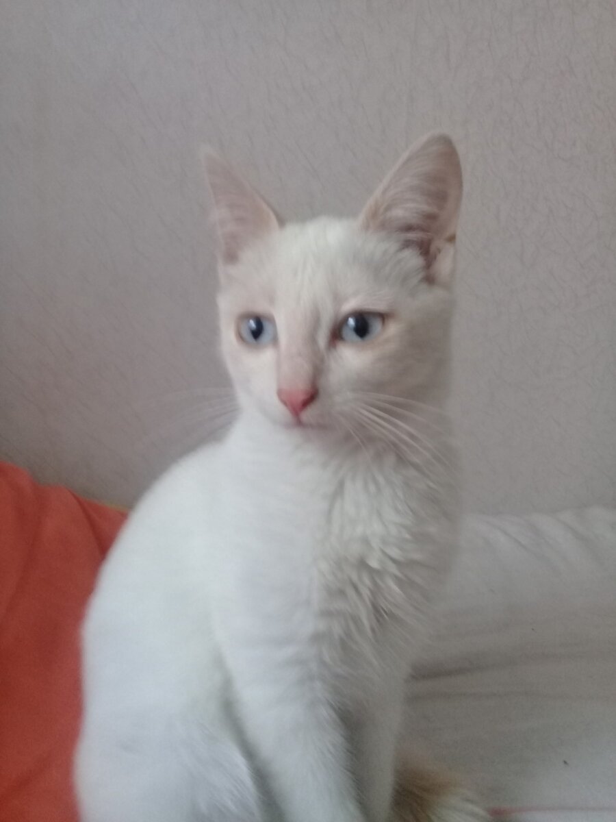 Кошечка