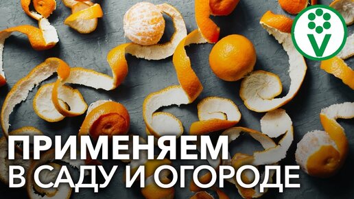 Не выбрасывайте больше кожуру мандаринов! Применяйте с пользой для других растений!