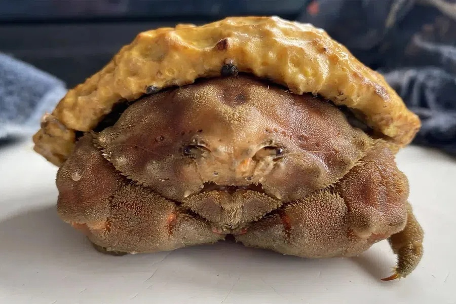 Я не хлеб, я краб, не ешь, подумай! 