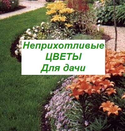 цветы на даче