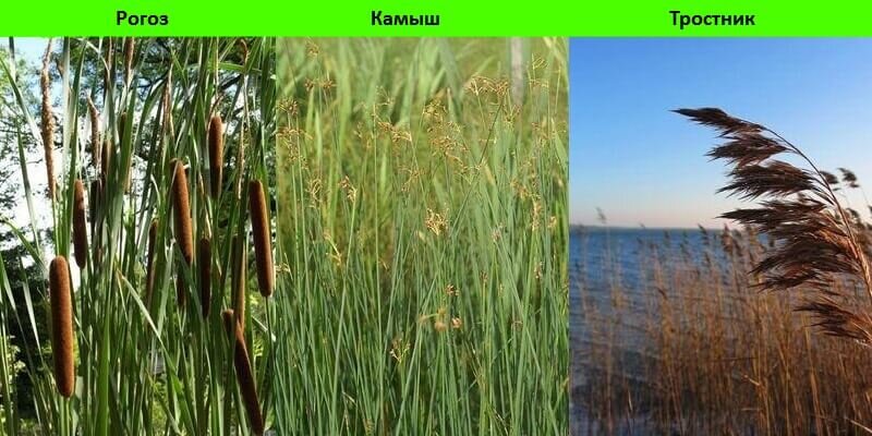 Как выглядит камыш на самом деле фото