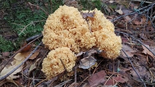 Рамария жёлтая (Ramaria flava). Как выглядит гриб на месте произрастания.