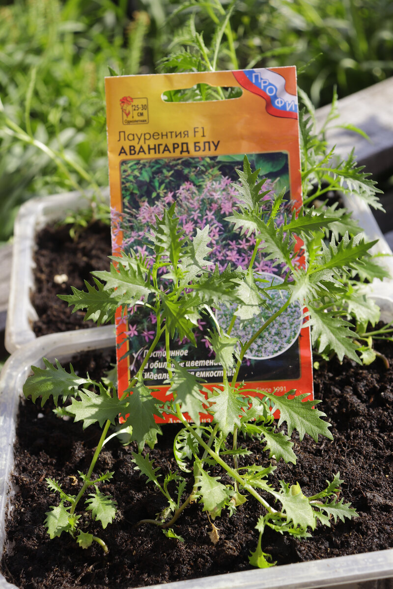так выглядела рассада моей лауренции 25 мая 2021 (личное фото)