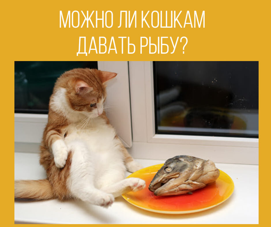 Почему рыбу нельзя давать котам: причины и последствия