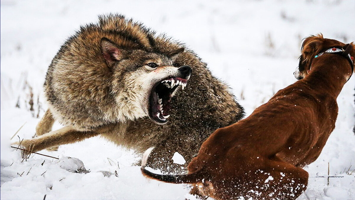 Источник: content.agronews.com