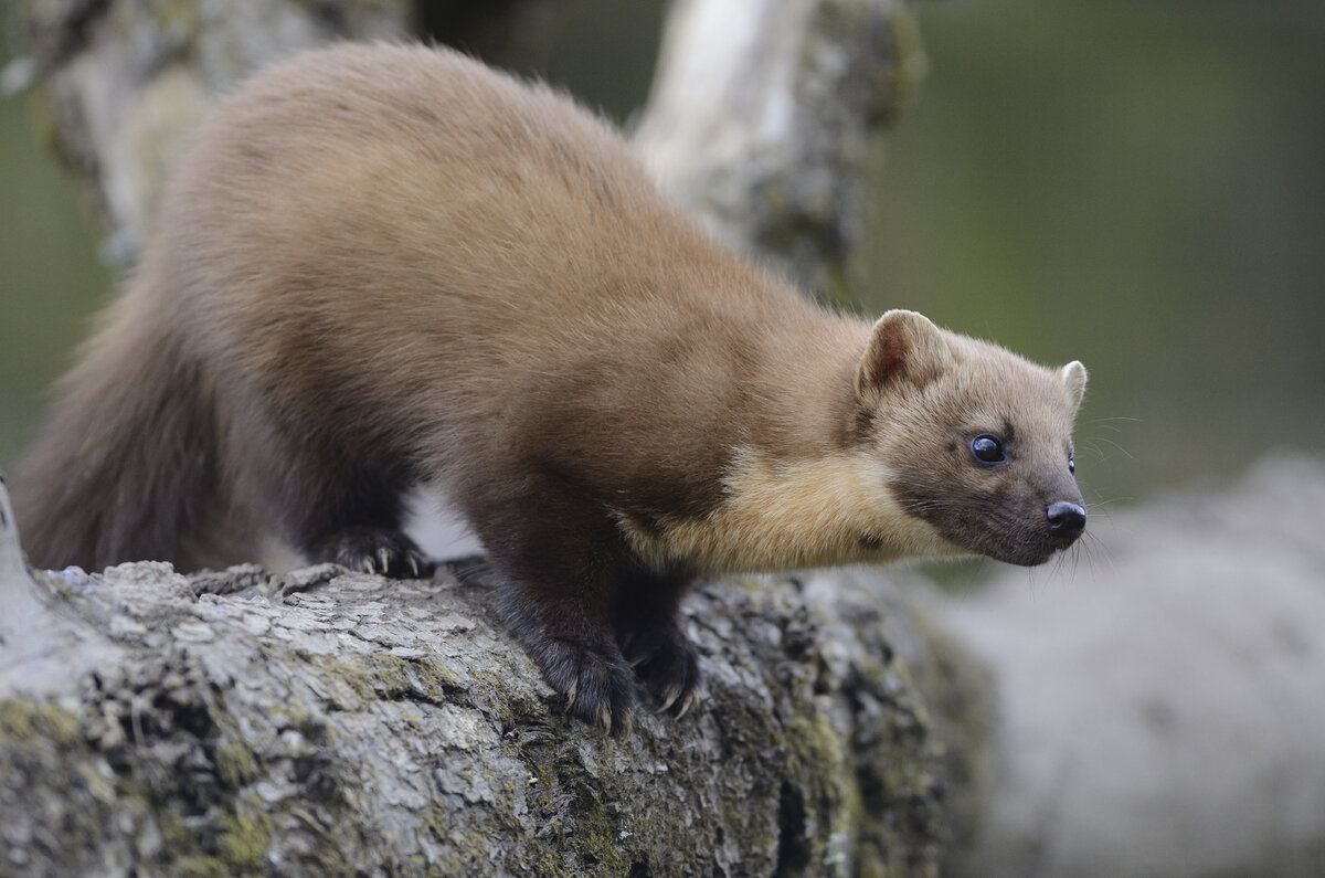 - На старт, внимание, марш!