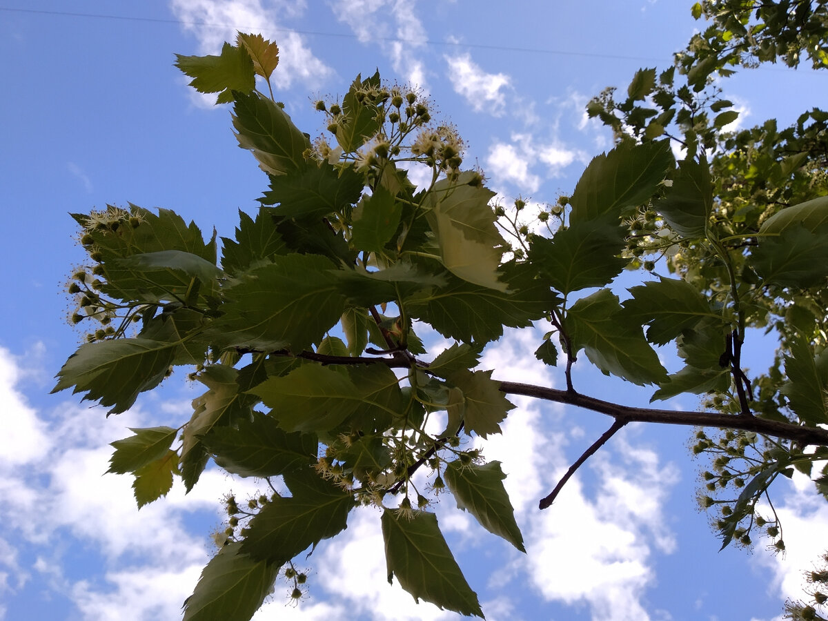 жду листьев. 