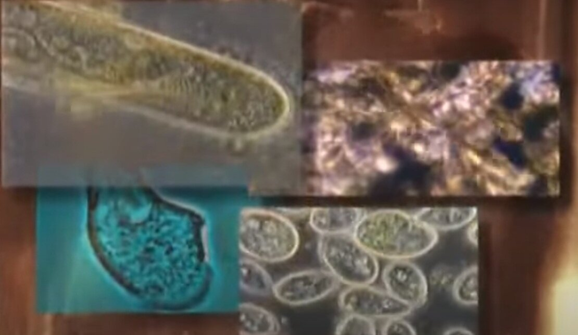 Кадр из фильма "Расшифровывая тайну происхождения жизни". Скрин автора