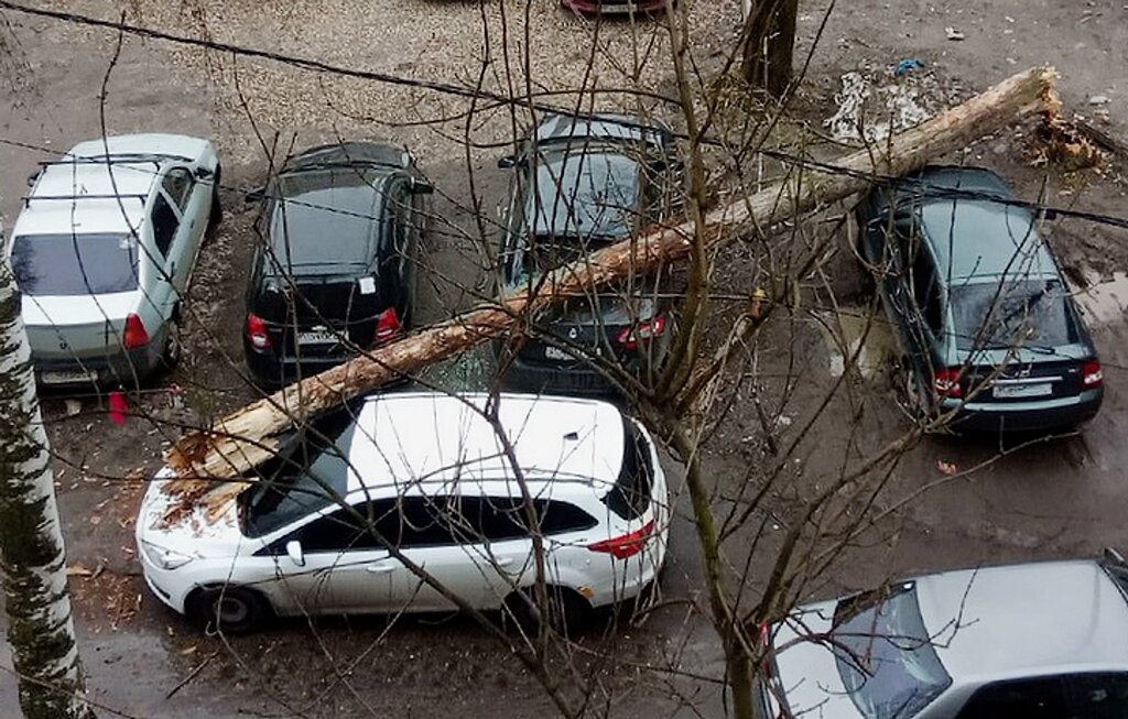 Что делать, если на машину упало дерево?