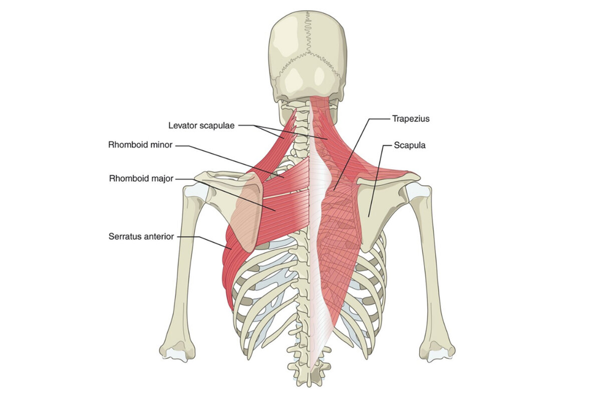 Мышцы поднимающие кость. Мышца поднимающая лопатку. Мышцы лопатки анатомия. Синдром мышцы поднимающей лопатку. Мышца поднимающая лопатку латынь