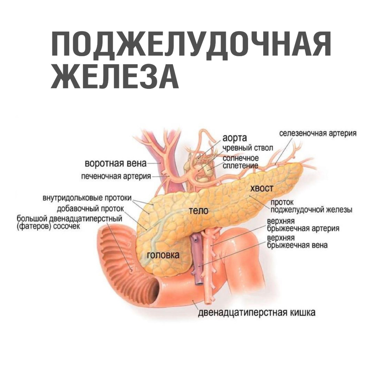 Как определить, что болит поджелудочная железа? - «mandarin-sunlion.ru»